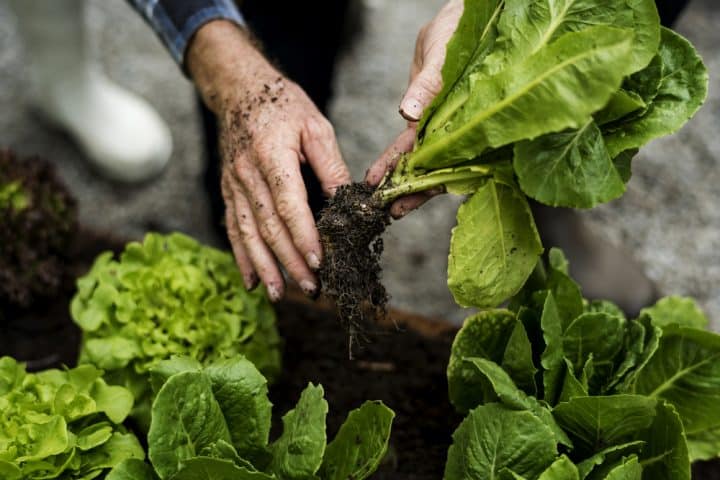 Hands planting vegetables